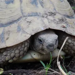 Zbliżenie na głowę i łapy żółwia stepowego. Zastanawiasz się nad żółw stepowy cena?