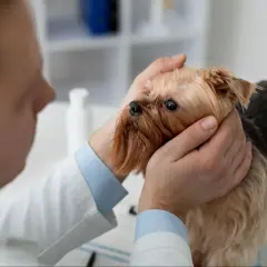 Wet nose and sad eyes of a Yorkshire Terrier during a vet visit for a cold. Wet nose and sad eyes of a Yorkshire Terrier during a vet visit for a cold.