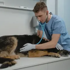 Weterynarz bada owczarka niemieckiego, którego twardy brzuch budzi niepokój.