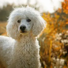 Biały pudel duży z długą, kręconą sierścią na tle jesiennych liści.