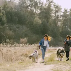 Opolskie: Gdzie na spacer z psem? Od miejskich parków po góry!