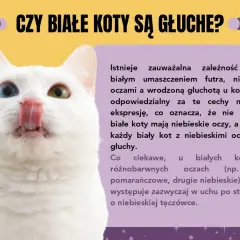 Biały kot z różnymi kolorami oczu, ciekawy przykład ciekawostek o kotach. Czy białe koty są głuche?