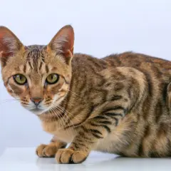 Piękny kot bengalski z zielonymi oczami, z pewnością zastanawiasz się, ile kosztuje kot bengalski.