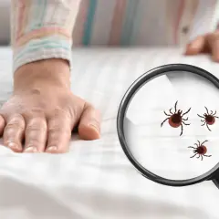 Dłoń na białej pościeli, pod lupą widoczne kleszcze. To coś, czego nie lubią kleszcze – czystość i kontrola.