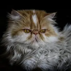 Puszysty pers z bursztynowymi oczami, o lekko zagniewanym wyrazie pyszczka, na ciemnym tle.