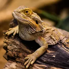 Agama brodata, ciekawy gad, żyje kilkanaście lat. Jej łuski są jak zbroja.