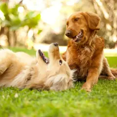 Dwa psy, jeden jasny, drugi rudy, bawią się na trawie. Rudego golden retrievera widać z profilu, a jasnego leżącego na plecach.