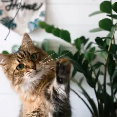 Puszysty kotek bawi się przy zielonych liściach, które są kwiaty bezpieczne dla kota.