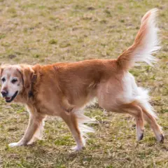 Złoty retriever z dysplazją u psa, poruszający się po trawie.