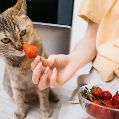 Kot wącha truskawkę podaną przez rękę. Czy koty mogą jeść truskawki? Miska pełna owoców obok.