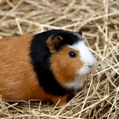 Urocza świnka morska rasy texel z rudym, czarnym i białym futerkiem siedzi w stogu siana.