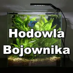 Bojownik w kuli, pływający wśród bujnej roślinności akwariowej.