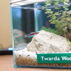 Małe akwarium z neonką i roślinami. Na dnie kamienie i napis "Twarda Woda", sugerujący rodzaj wody do akwarium.