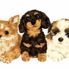 Trzy urocze szczenięta: rudy, jamnik i shih tzu. Dowiedz się, jak sie liczy wiek psa, patrząc na te słodkie pyszczki.