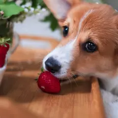 Corgi delikatnie wącha truskawkę, zastanawiając się, czy pies może jeść truskawki.