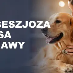 Weterynarz bada psa, u którego podejrzewa się babeszjozę. Na ekranie widnieje napis "BABESZJOZA U PSA OBJAWY".