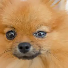 Pomeranian z zapaleniem spojówek u psa. Widać zaczerwienienie i wydzielinę w kąciku oka.