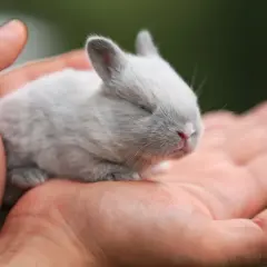 Malutki królik miniaturka śpi na dłoni. Zastanawiasz się, co może jeść królik miniaturka?