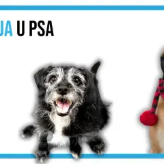 Dwa psy, jeden starszy, z siwiejącą sierścią, drugi młodszy, w świątecznej chustce. Temat: demencja u psa.