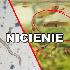Nicienie w akwarium: z lewej strony widok pod mikroskopem na nicienia, z prawej małe rybki gupiki.