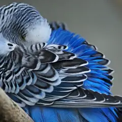 Jak śpi papuga? Zadbaj o zdrowy sen Twojego ptaka!