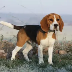 Beagle waga idealna, piesek stoi na mroźnej trawie, otoczony suchymi liśćmi i trawami.