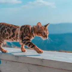Elegancki kot bengalski blue z cętkowanym futrem spaceruje po drewnianej balustradzie na tle błękitnego nieba i gór.