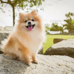 Szczęśliwy pomeranian, być może najdroższy pies świata, siedzi na kamieniu w parku.