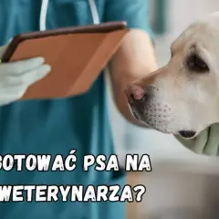 Pies u weterynarza: Spokój i bezpieczeństwo. Jak go trzymać?