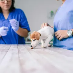 Szczeniak Jack Russell Terrier wącha tabletkę na drewnianym stole, obok weterynarzy w niebieskich fartuchach.