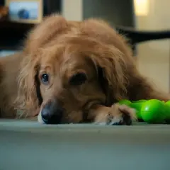 Złoty retriever z zieloną zabawką obok łapy, smutny wyraz pyska sugeruje ciążę urojoną u psa.
