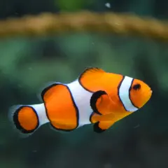 Prawdziwe ryby z "Gdzie jest Nemo": Czy Dory to ryba dla Ciebie?