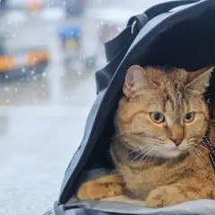 Kot w transporterze czeka na podróż. Czy ma już paszport dla kota?