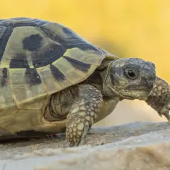 Żółw grecki na kamieniu, ciekawy świata. Sprawdź, jaka jest jego cena.