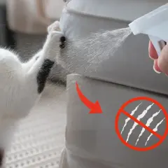 Jak odstraszyć koty? Spray na meble, by zapobiec drapaniu. Kot próbuje zniszczyć kanapę, ale właściciel używa środka odstraszającego.