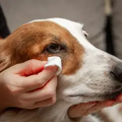 Delikatne czyszczenie okolic oczu psa. Użycie wacika, jakby to były ludzkie krople do oczu dla psa, zapewnia komfort i higienę.