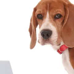 Smutny beagle z czerwonym obrożą patrzy na kuwetę, sugerując zatwardzenie u psa.