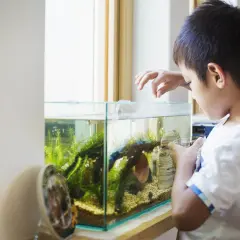 Jak prawidłowo karmić rybki? Uniknij błędów i ciesz się akwarium