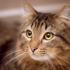 Jak kotek robi miau? Zrozum kota, rozwiń mowę dziecka!
