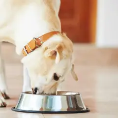 Labrador z brązową obrożą je z metalowej miski. Warto wiedzieć, ile gotować mięso dla psa, by było zdrowe i bezpieczne.