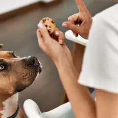 Pies patrzy na ciasteczko z kawałkami czekolady. Czy pies może jeść czekoladę? Nie, to dla niego szkodliwe.