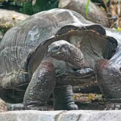 Wielka żółwica galapagoska, symbol tego, jakie zwierzę żyje najdłużej, powoli kroczy po kamieniach.