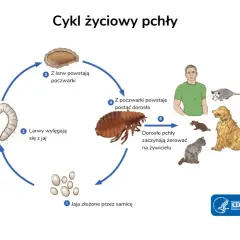 Cykl życiowy pchły: jaja, larwy, poczwarki, dorosłe pchły żerujące na ludziach i zwierzętach w domu.