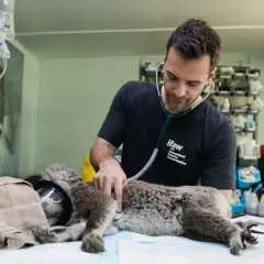 Weterynarz w zoo: Ile zarabia? Pensja, realia, kariera