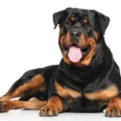 Potężny rottweiler leży, dysząc z językiem na zewnątrz. Jego spokojne rottweiler usposobienie widać w łagodnym spojrzeniu.