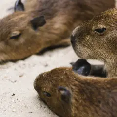 Trzy kapibary odpoczywają na piasku. Czy kapibara ma ogon? Na tym zdjęciu nie widać, czy kapibara ma ogon.