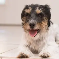 Uroczy piesek rasy Jack Russell Terrier leży na podłodze, dysząc z otwartym pyszczkiem. Szybko oddycha po zabawie.