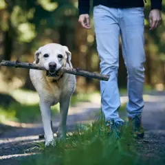 Pies z patykiem w pysku idzie przy nodze człowieka. Idealny przykład, jak nauczyć psa chodzenia przy nodze.