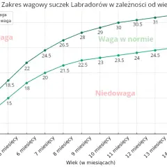 Wykres pokazuje zakres wagi suczek labradora od 3 do 18 miesięcy. Waga w normie dla labradora jest zaznaczona zielonymi liniami.