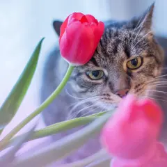 Kot ciekawski wśród tulipanów. Czy tulipany są trujące dla kota? Uważaj, bo mogą być!